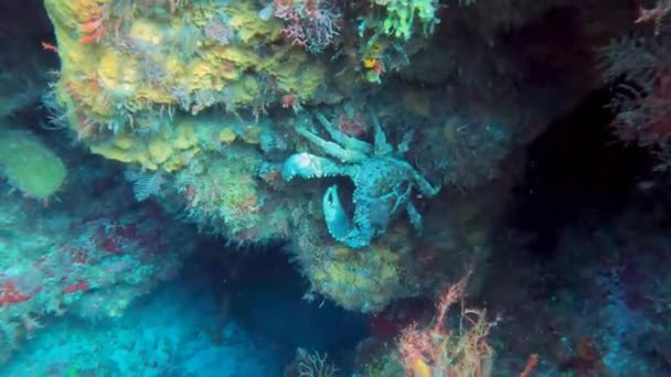 Video West Indian Spiny Spider Crab Mithrax Spinosissimus Cozumel Mexico — Vídeo de stock