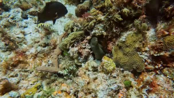 Video Goldentail Moray Eel Gymnothorax Miliaris Cozumel Mexico — Stockvideo