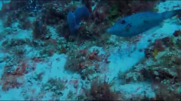 Video Scrawled Filefish Aluterus Scriptus Cozumel Mexico — стоковое видео