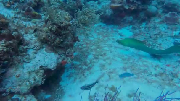 Video Free Swimming Green Moray Gymnothorax Funebris Cozumel Mexico — Stok video
