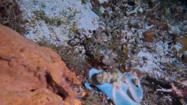 Video Caribbean Reef Octopus Octopus Briareus Hunting Night Cozumel Mexico — Stockvideo