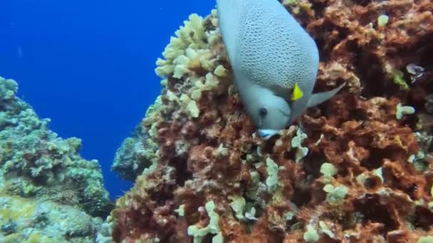 Βίντεο Από Ένα Γκρίζο Αγγελόψαρο Pomacanthus Arcuatus Στο Cozumel Μεξικό — Αρχείο Βίντεο