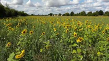 4k video of a field of sunflowers in rural Suffolk, UK