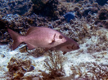 Cozumel, Meksika 'da bir Bermuda Chub (Kyphosus sectatrix)