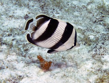 Cozumel, Meksika 'da bulunan Bantlı Kelebek (Chaetodon striatus)