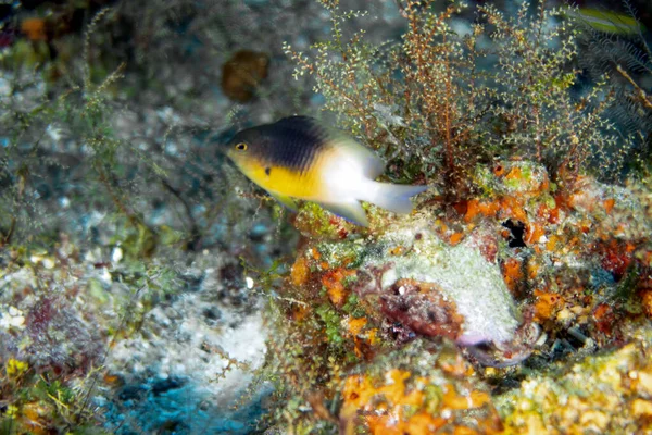 Bicolour Damselfish Stegastes Partitus Cozumel México —  Fotos de Stock