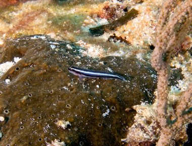 Cozumel, Meksika 'da bir Mavi Neon Goby (Elacatinus Okyanus Operasyonu)