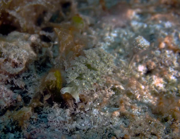 Lettuce Sea Slug Elysia Crispata Cozumel Mexico — Stock Photo, Image