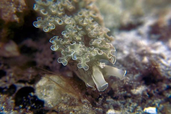 Lettuce Sea Slug Elysia Crispata Cozumel Mexico — Stockfoto