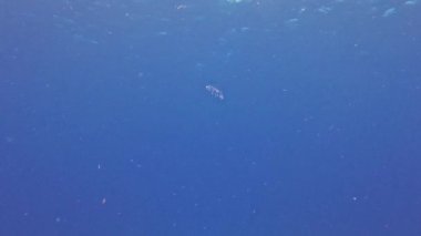 Cozumel, Meksika 'daki küçük bir denizanasının 4k videosu