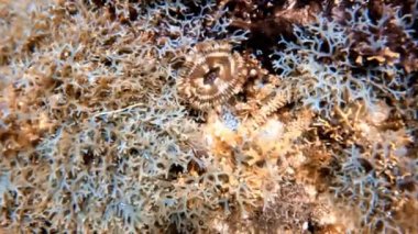 4k slow motion video of a Brown Fanworm (Notaulax nudicollis) in Cozumel, Mexico