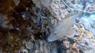 Cozumel, Meksika 'da büyük bir Kızıl Hind (Epinephelus guttatus) videosu