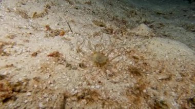 Cozumel, Meksika 'da 4k bantlı bir Anemone (Isarachnanthus nocturnus) videosu
