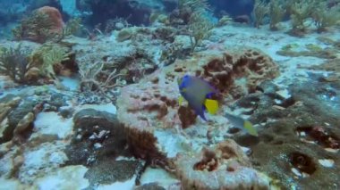 4k video of a Queen Angelfish (Holacanthus ciliaris) in Cozumel, Mexico