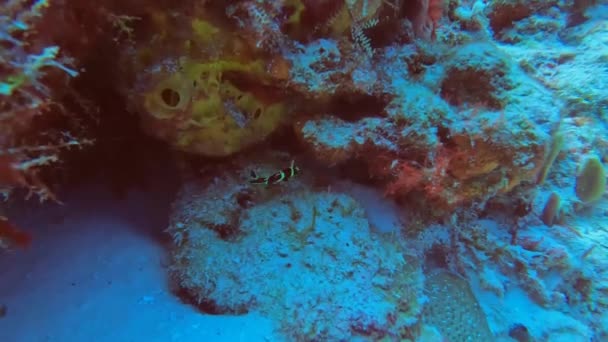 Vídeo Angelfish Francês Juvenil Pomacanthus Paru Cozumel México — Vídeo de Stock
