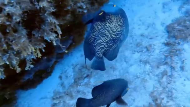 Video French Angelfish Pomacanthus Paru Cozumel Mexico — Stockvideo