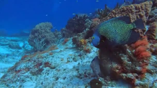 Video French Angelfish Pomacanthus Paru Cozumel Mexico — Αρχείο Βίντεο