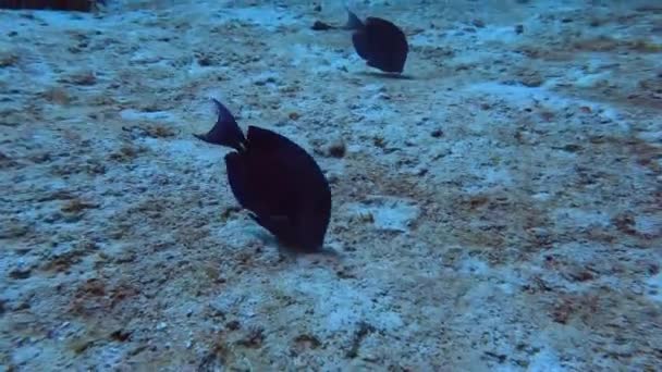 Video Blue Tangs Acanthurus Coeruleus Cozumel Mexico — Stockvideo