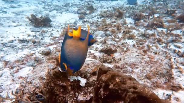 Video Queen Angelfish Holacanthus Ciliaris Cozumel Mexico — Vídeo de Stock