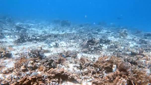 Video Coral Reefs Island Cozumel Mexico — Vídeo de Stock