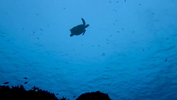 Video Silhouette Sea Turtle Caribbean Sea Mexico — стокове відео