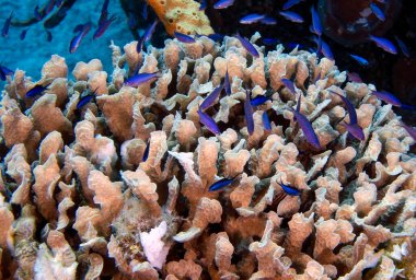 Cozumel, Meksika 'daki Juvenile Creole Wrasse (Clepticus parrae)