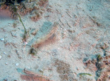 Cozumel, Meksika 'da Bridled Gobies (Coryphopterus glaucofraenum)