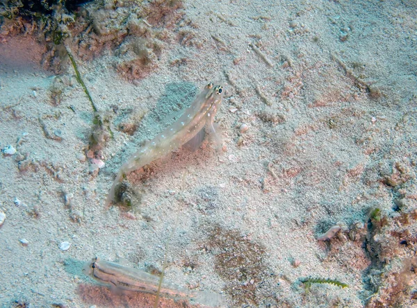 Uzdy Gobies Coryphopterus Glaucofraenum Cozumelu Mexiko — Stock fotografie