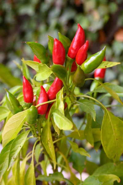 Mała Roślinka Czerwonych Chilli Kalabrii — Zdjęcie stockowe
