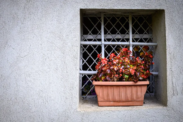 Begonia Kwiaty Małym Kamiennym Oknie — Zdjęcie stockowe
