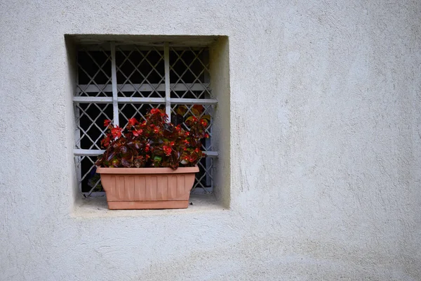 Bégonia Fleurs Sur Une Petite Fenêtre Pierre — Photo