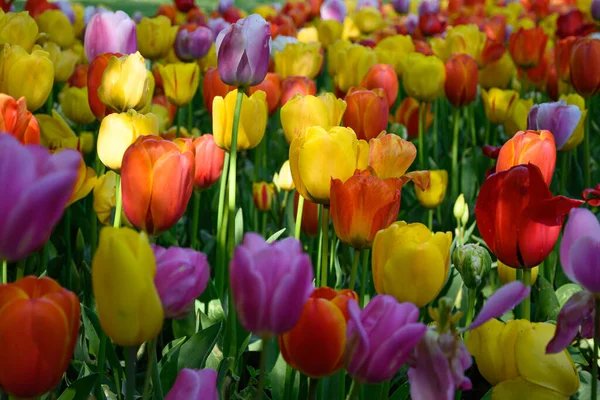 Blooming Tulips April Private Italian Garden Scientific Name Tulipa — Zdjęcie stockowe