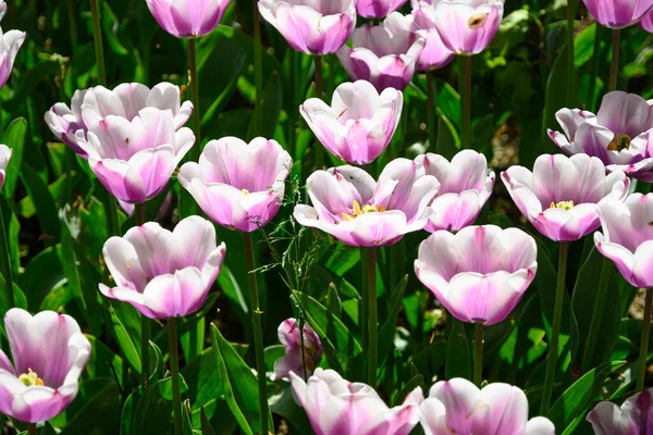 Blooming Tulips April Private Italian Garden Scientific Name Tulipa — Zdjęcie stockowe