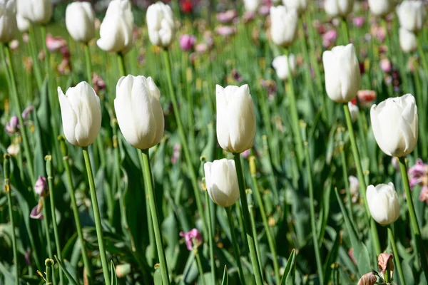 Blooming Tulips April Private Italian Garden Scientific Name Tulipa — Zdjęcie stockowe