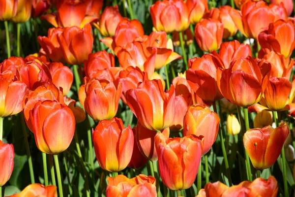 Blooming Tulips April Private Italian Garden Scientific Name Tulipa — Photo