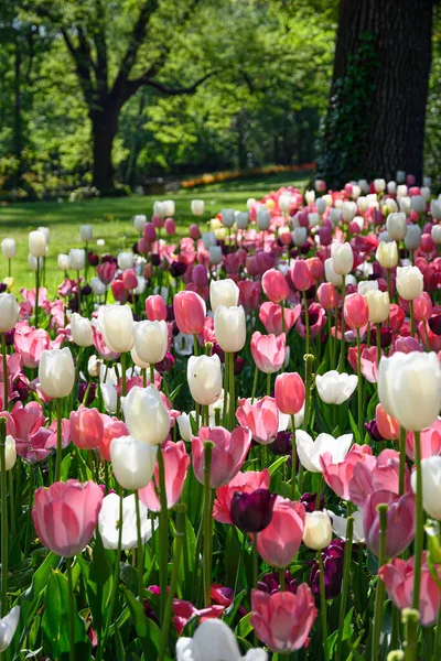 Blooming Tulips April Private Italian Garden Scientific Name Tulipa - Stock-foto