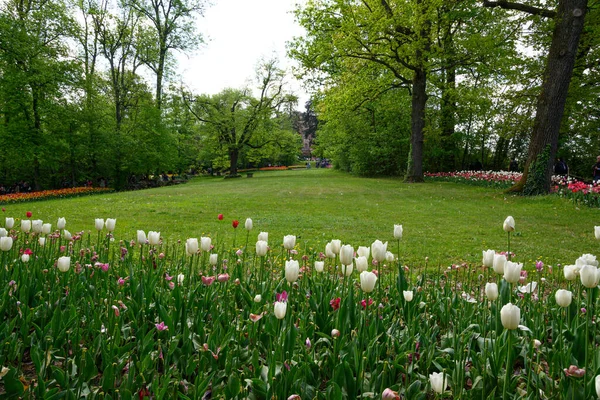 Blooming Tulips April Private Italian Garden Scientific Name Tulipa — Stockfoto