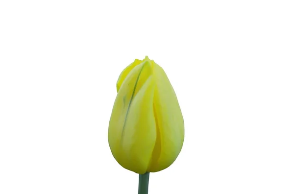 Желтый Тюльпан Цветет Ветке Белом Фоне — стоковое фото