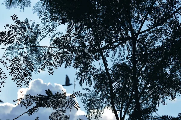 Silhouette Feuille Acacia Avec Oiseau Flou Voler Dans Les Nuages — Photo