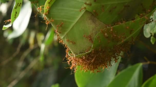 Κόκκινο Μυρμήγκι Αναρρίχηση Στη Φωλιά Φύλλα Στον Κήπο — Αρχείο Βίντεο