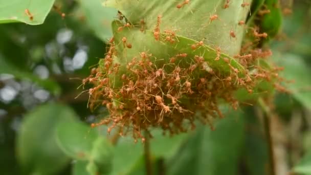 红蚂蚁爬上鸟巢 在花园里爬上树叶 — 图库视频影像