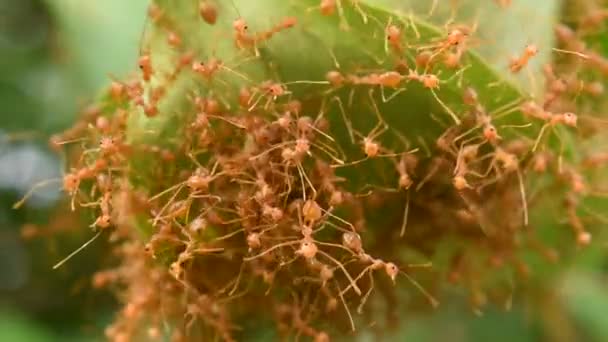 Hormiga Roja Trepando Nido Hoja Jardín — Vídeo de stock