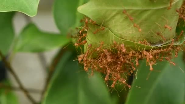 Rote Ameise Klettert Auf Nest Laub Garten — Stockvideo