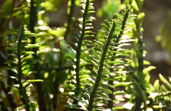 Centipede Plant Drop Water Garden — ストック写真