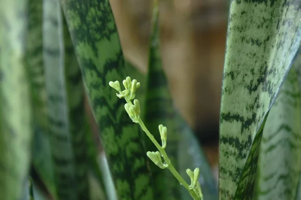 mother-in-law\'s tongue or snake plant flower blooming in garden