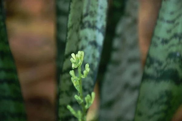 mother-in-law\'s tongue or snake plant flower blooming in garden