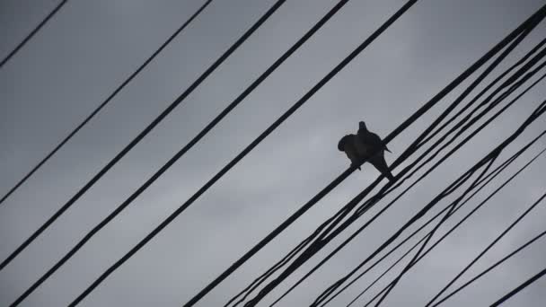 Dove Bird Hanging Electric Wire Sky Background — Stock Video