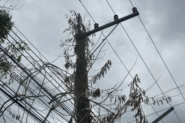 Trockener Toter Akazienbaum Klettert Nach Baumschnitt Auf Strommast Und Draht — Stockfoto
