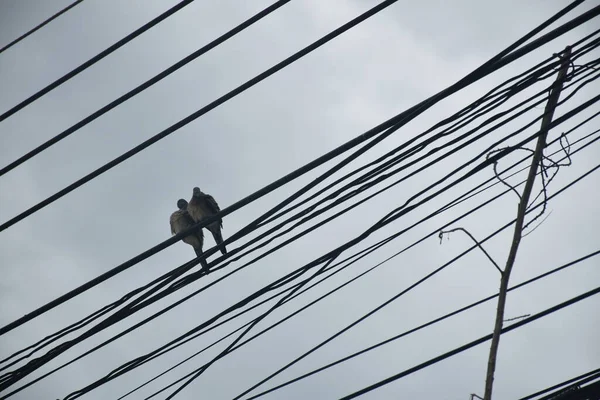 Gołąb Ptak Wiszący Drucie Elektrycznym Tle Nieba — Zdjęcie stockowe