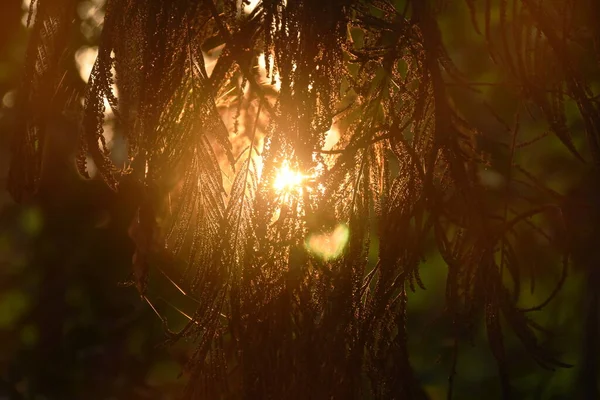 Silhouette Feuille Acacia Accrochée Branche Coucher Soleil Dans Jardin — Photo